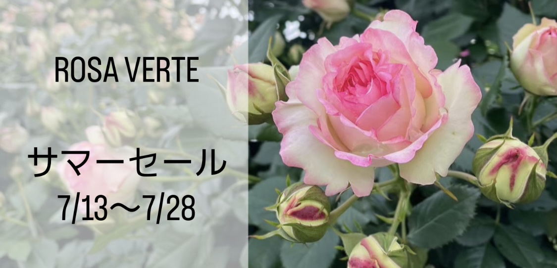 2024 サマーセール - rosaverte